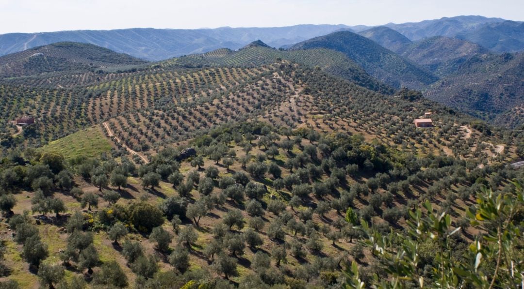 Paisaje de olivar en la provincia de Jaén.