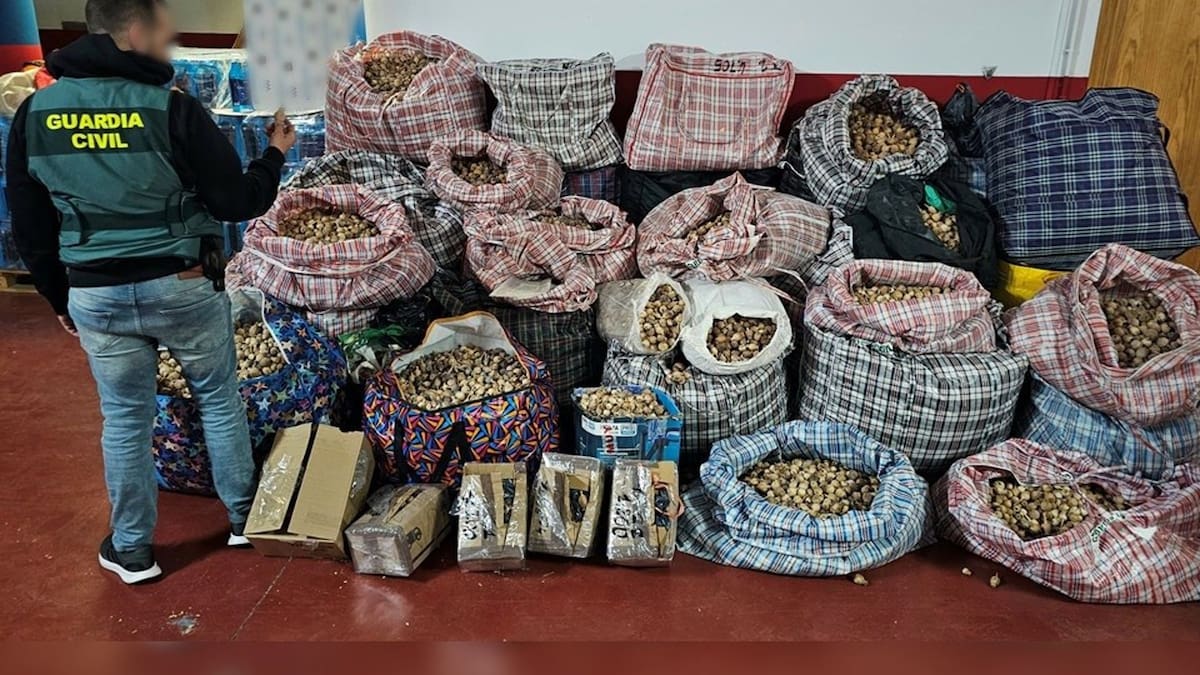 Desmantelan una red que enviaba amapola dormidera desde Los Alcázares a diversas provincias y al extranjero