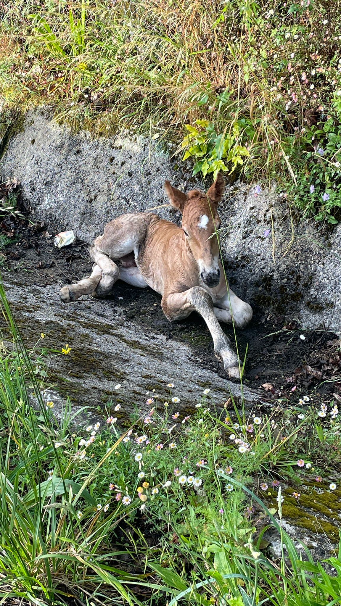 La Guardia Civil rescata a un potrillo recién nacido en la N-630 en Mieres