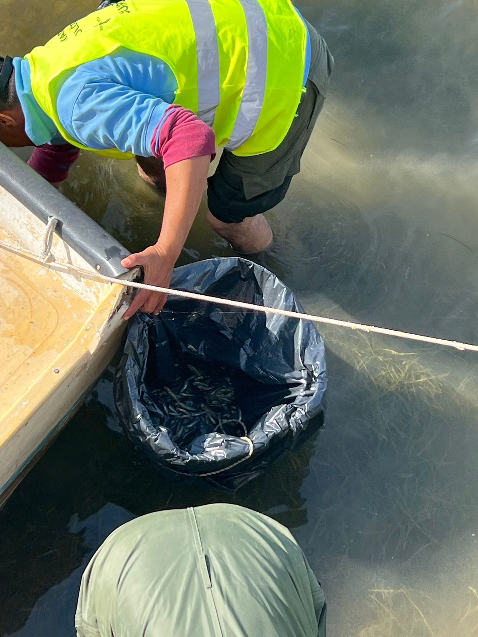 Aparecen peces muertos en San Javier