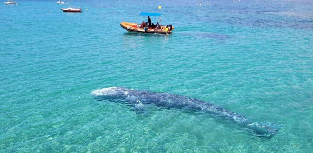 La ballena fue vista por última vez el jueves noche en Palma.