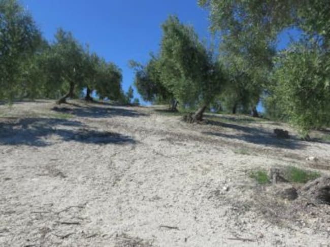 Foto de detalle de la zona en la que hipotéticamente se podría ubicar el teatro romano, en la que se observa una muy importante pendiente, lo que facilitaría el poder acoplar los graderíos en la misma.
