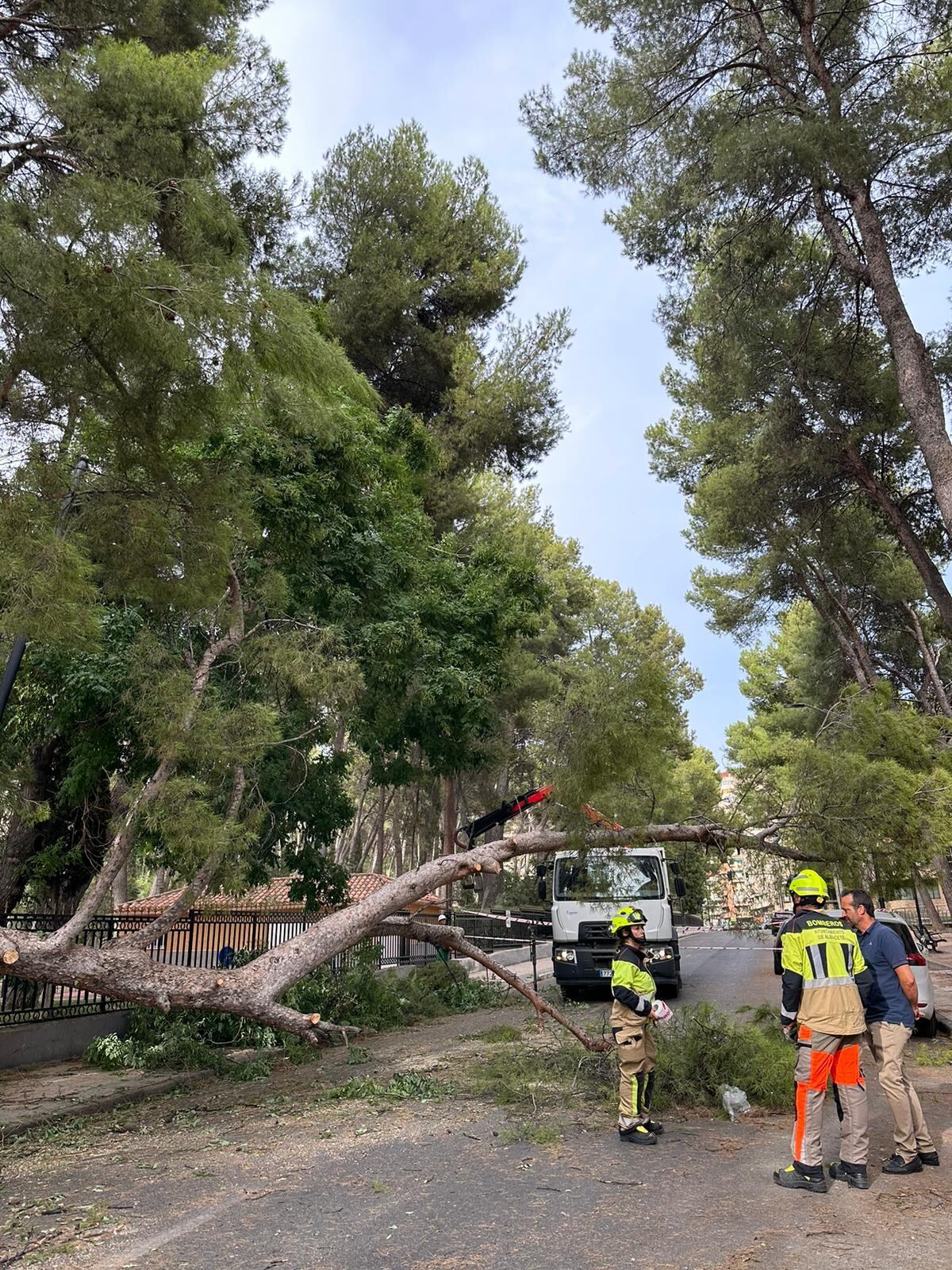 Imagen del árbol que se precipitaba este fin de semana en Albacete