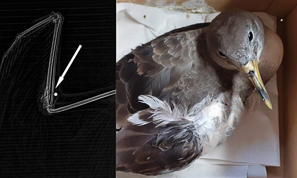 A la radiografia es pot veure el perdigó que li va trencar l'ala.