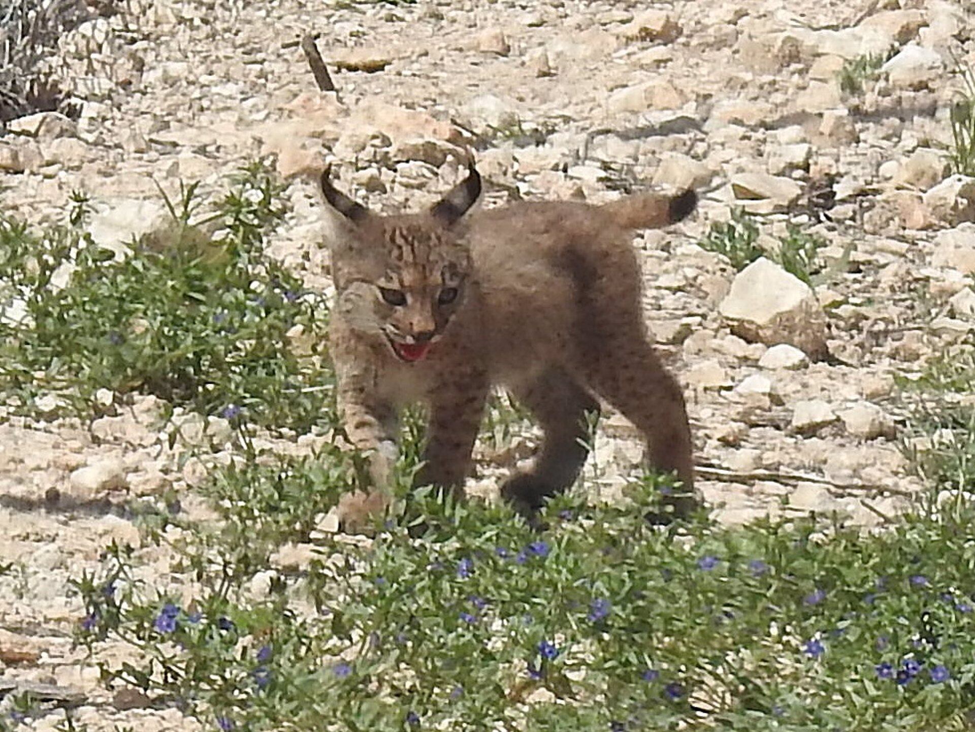 27/05/2025 Uno de los cachorros de lince ibérico
ESPAÑA EUROPA MURCIA SOCIEDAD
CARM
