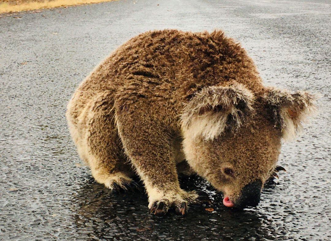 Un koala bebe del agua que ha dejado la lluvia en la carretera