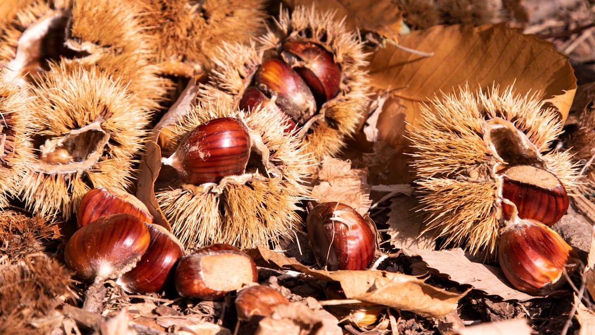 El calor pone en jaque a la castaña gallego