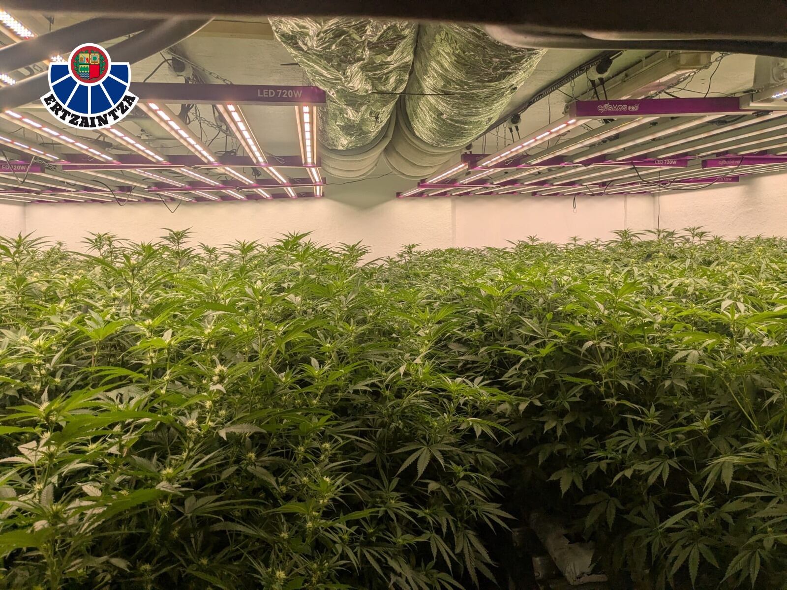 Seis detenidos tras encontrar más de 540 plantas de marihuana en un chalé de lujo en Castro-Urdiales