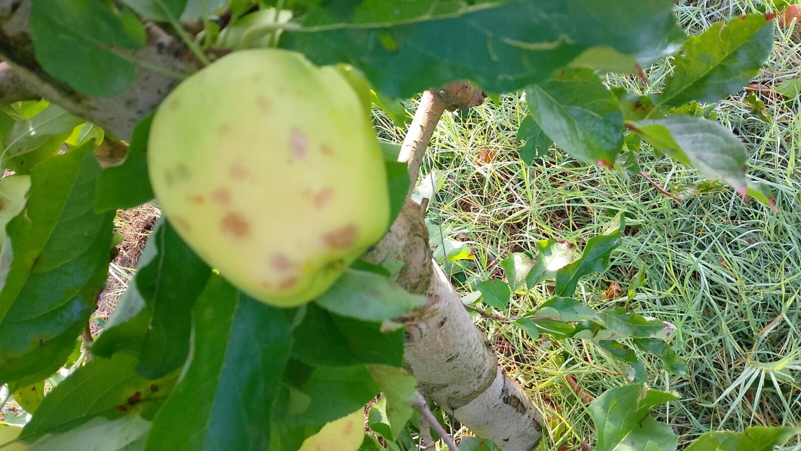 Las fuertes tormentas provocan graves daños en cultivos.