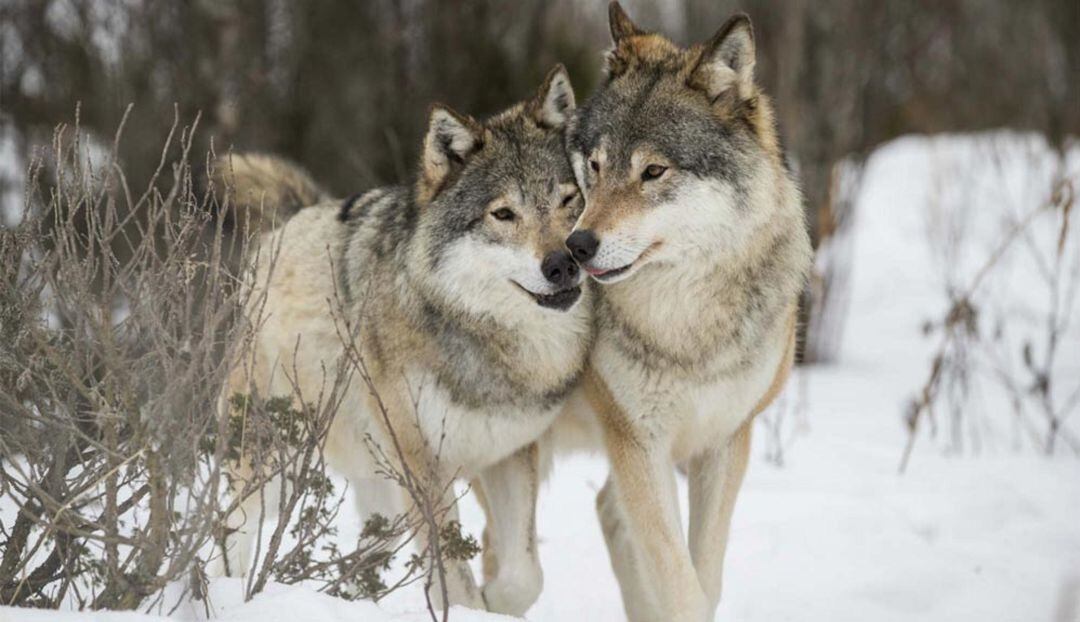 Lobos en Soria.