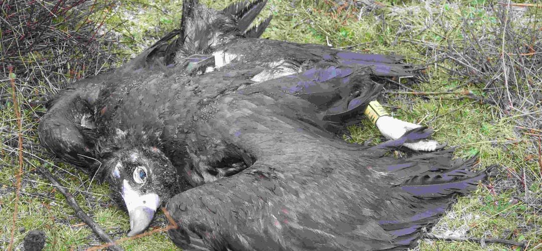 La intoxicación del buitre se produjo en Tres Cantos, en pleno Parque Regional de la Cuenca Alta del Manzanares 