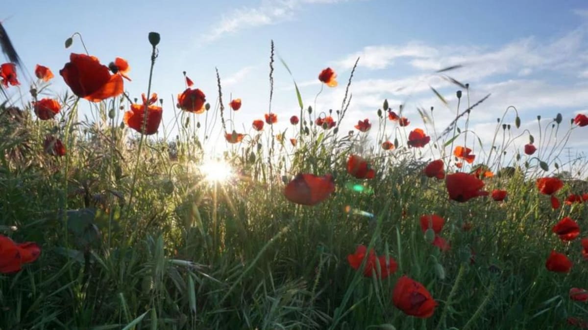 Esther Haro, directora general de Economía Circular y Agenda 2030, sobre el cambio climático: "Revertirlo, ya llegamos tarde"