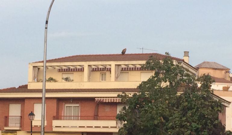 Buitre negro avistado en Andújar