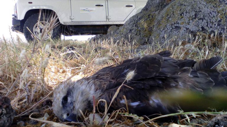 Ocho aves aparecen muertas en el entorno del Centro de Residuos de Urraca