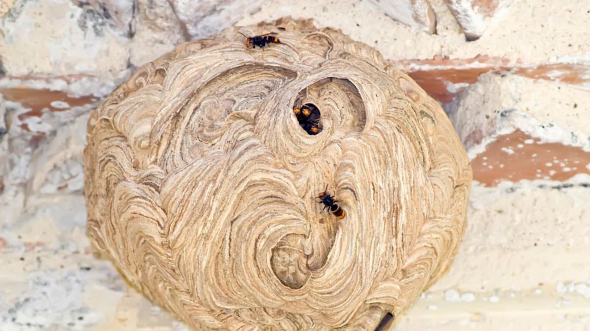 Nuevas trampas para capturar la avispa asiática en Pamplona (31/01/2020)