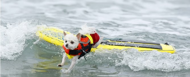 Bobby surfea durante el campeonato