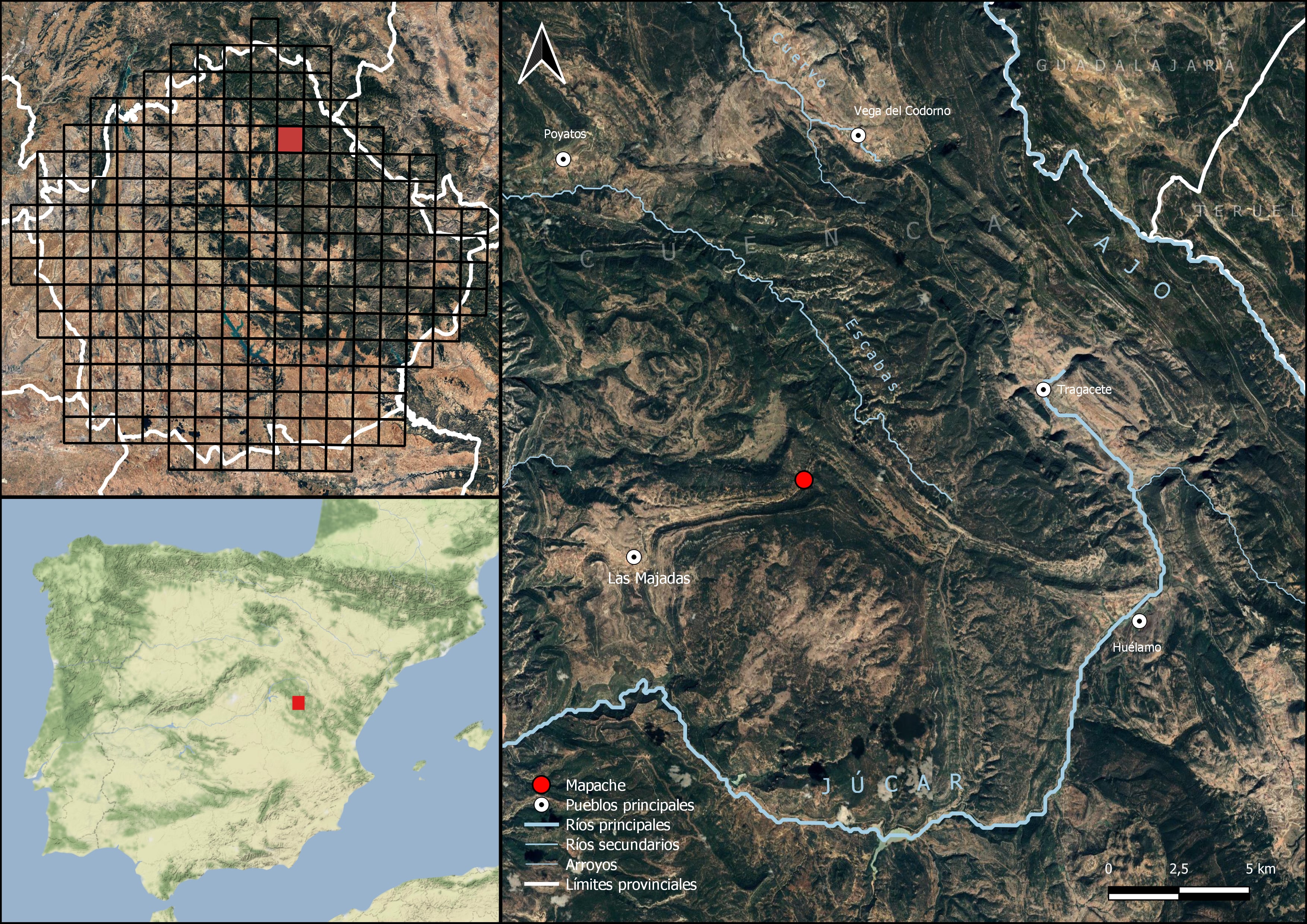 A) Localización de la observación del mapache (Procyon lotor) en el Parque Natural de la Serranía de Cuenca,en la zona de confluencia de las cuencas de los ríos Tajo y Júcar, cerca de la localidad de Las Majadas, en el término
municipal de Cuenca. B) Localización de la zona en la península Ibérica. C) Provincia de Cuenca con la malla UTM
de 10x10 km superpuesta. En rojo se indica la cuadrícula en la que se detectó la especie.