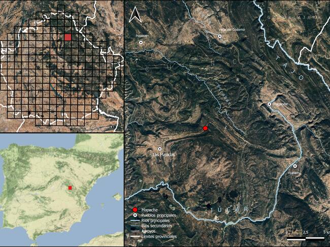 A) Localización de la observación del mapache (Procyon lotor) en el Parque Natural de la Serranía de Cuenca,en la zona de confluencia de las cuencas de los ríos Tajo y Júcar, cerca de la localidad de Las Majadas, en el término
municipal de Cuenca. B) Localización de la zona en la península Ibérica. C) Provincia de Cuenca con la malla UTM
de 10x10 km superpuesta. En rojo se indica la cuadrícula en la que se detectó la especie.