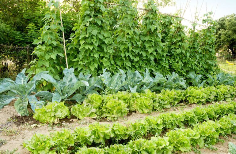 Huerta de verduras de un particular