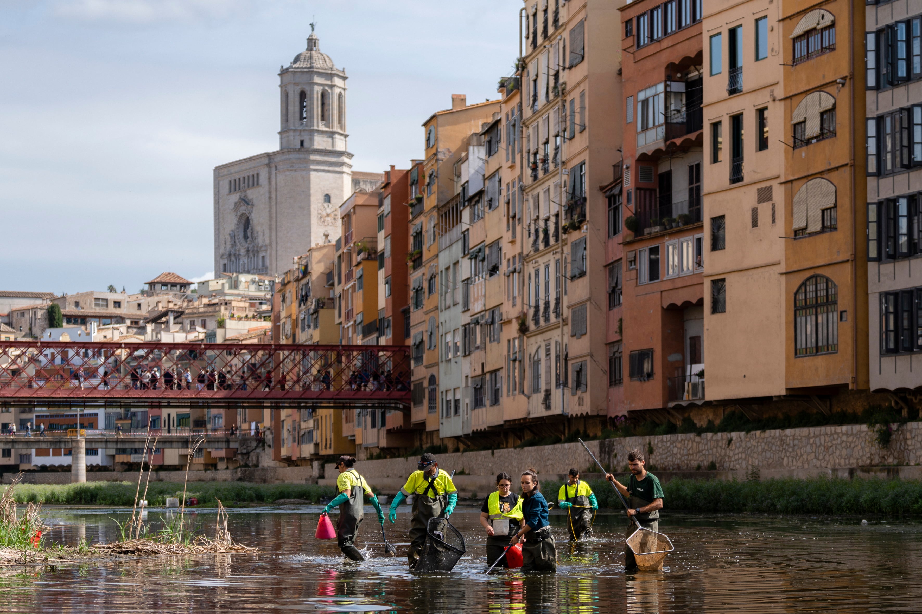 Técnicos contratados por el ayuntamiento de Girona utilizaron durante el día de hoy un método para salvar a los peces autóctonos ante la falta de caudal del río Onyar consistente en aplicar electricidad al agua para dejarlos inconscientes y facilitar así su traslado al río Ter.