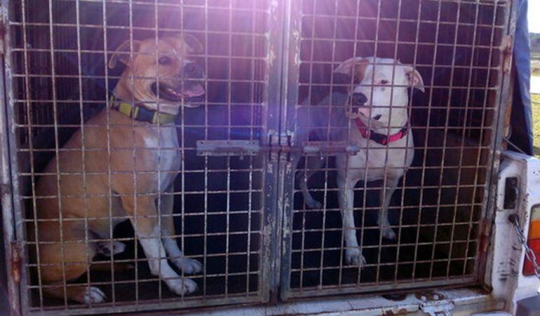 Els dos pitbull ja no són per Llagostera.