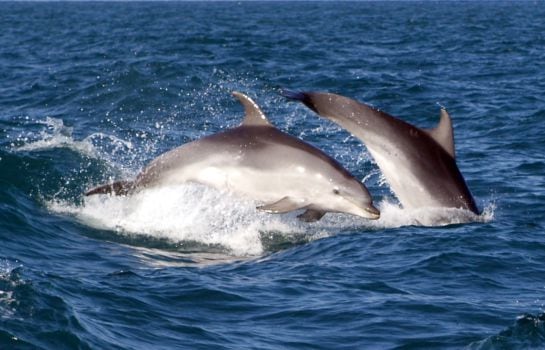 Delfines