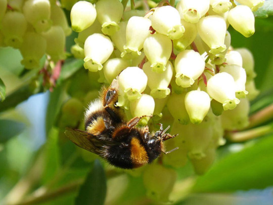 Flor del madroño