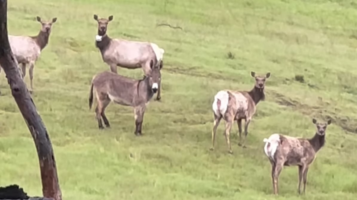 El burro se ha dejado ver con una nueva familia.