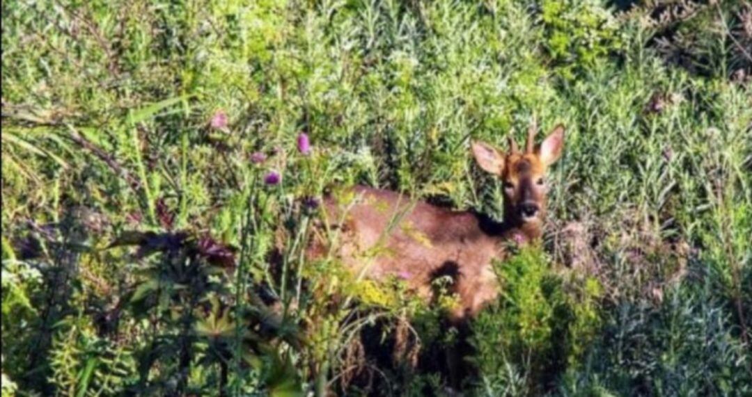 Los Agentes Rurales creen que ha regresado a  la Sierra de Marina, un espacio natural donde sí es habitual encontrar a estos pequeños ciervos.