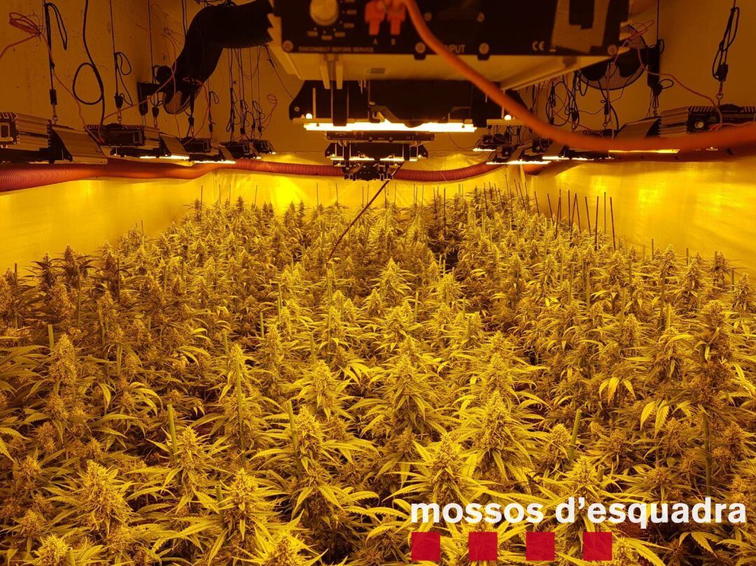 Plantació interior de marihuana descoberta pels Mossos d&#039;Esquadra a Guissona
