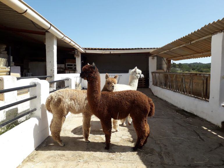 Imagen de las tres alpacas que ya están en la isla