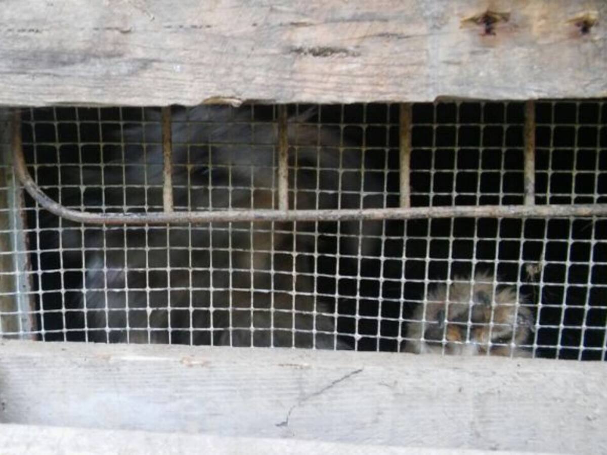 APROVA denuncia el maltrato a 13 perros en Bilbao