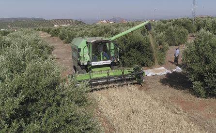 Una cosechadora cosecha la cebada plantada entre olivos de Huelma.