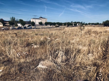 Cicuta en los alrededores del cementerio de Valdemorillo, en Madrid