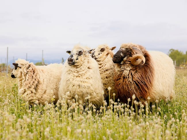 Imagen de ovejas colmenareñas