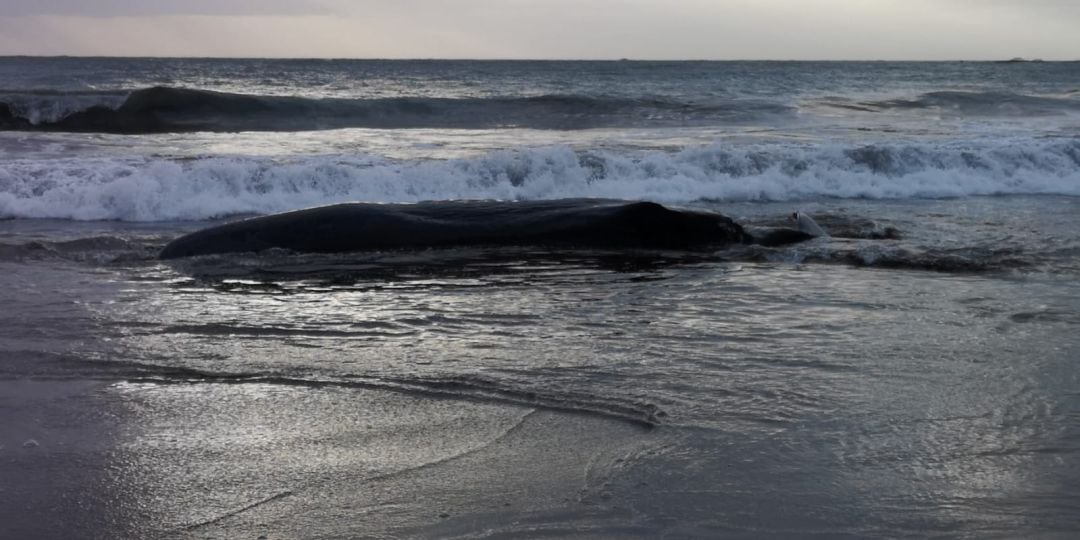 Cachalote encontrado la mañana de este domingo en la playa de Melenara.