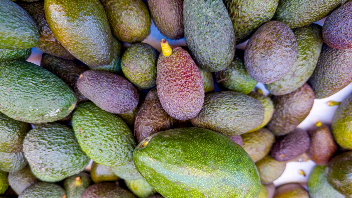 La Llavor 17/02/2024