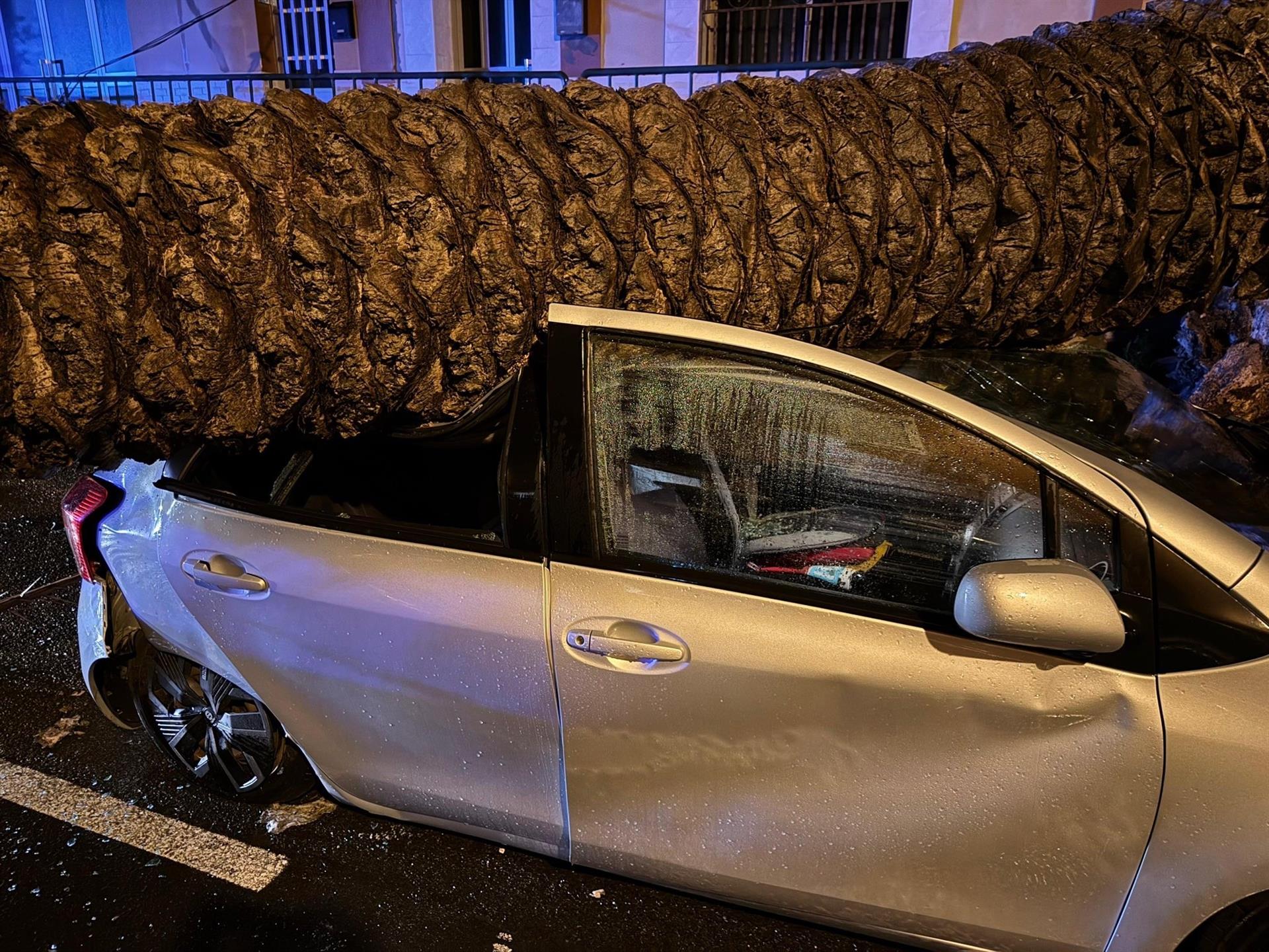 Coche aplastado por una palmera en Gran Canaria. Imágenes del Cabildo de Gran Canaria