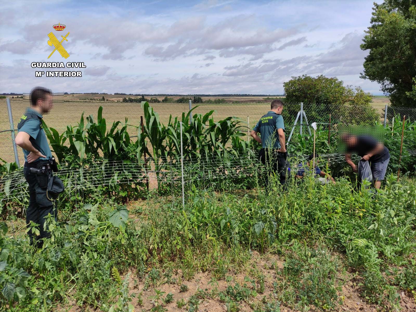 Un helicóptero de la Guardia Civil localiza en La Rioja una plantación de marihuana oculta entre tomates y maíz