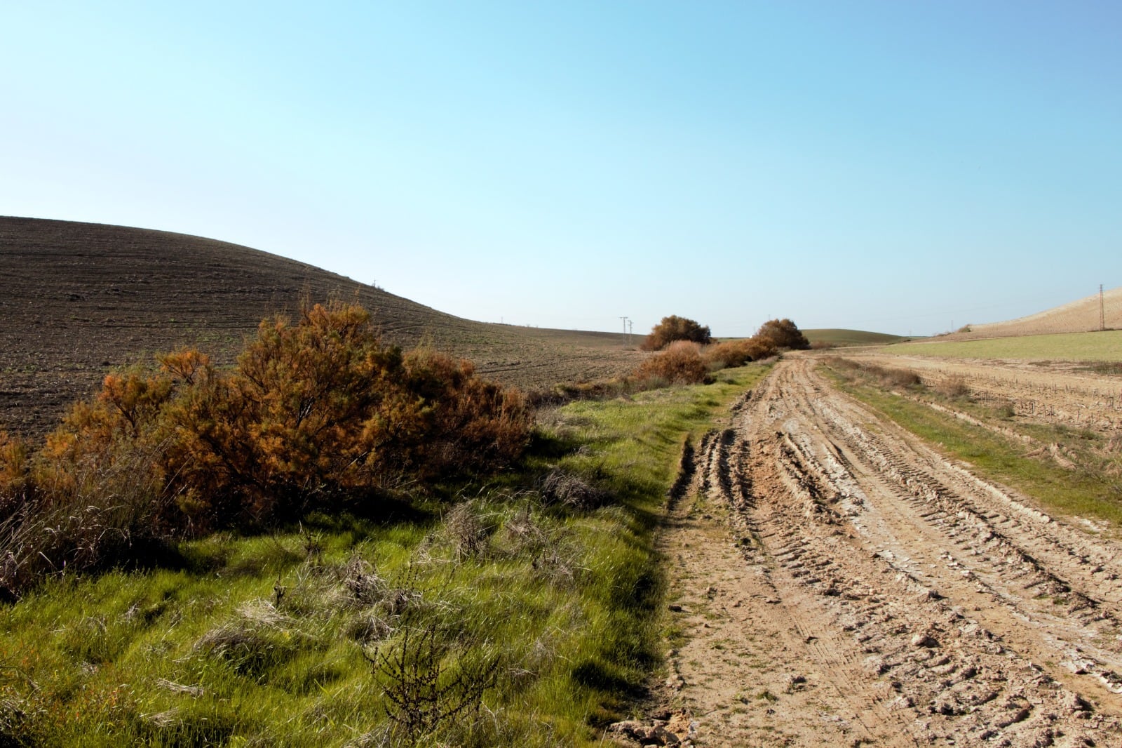 Recorrido por la Carrahola y la laguna de los Tercios en Jerez