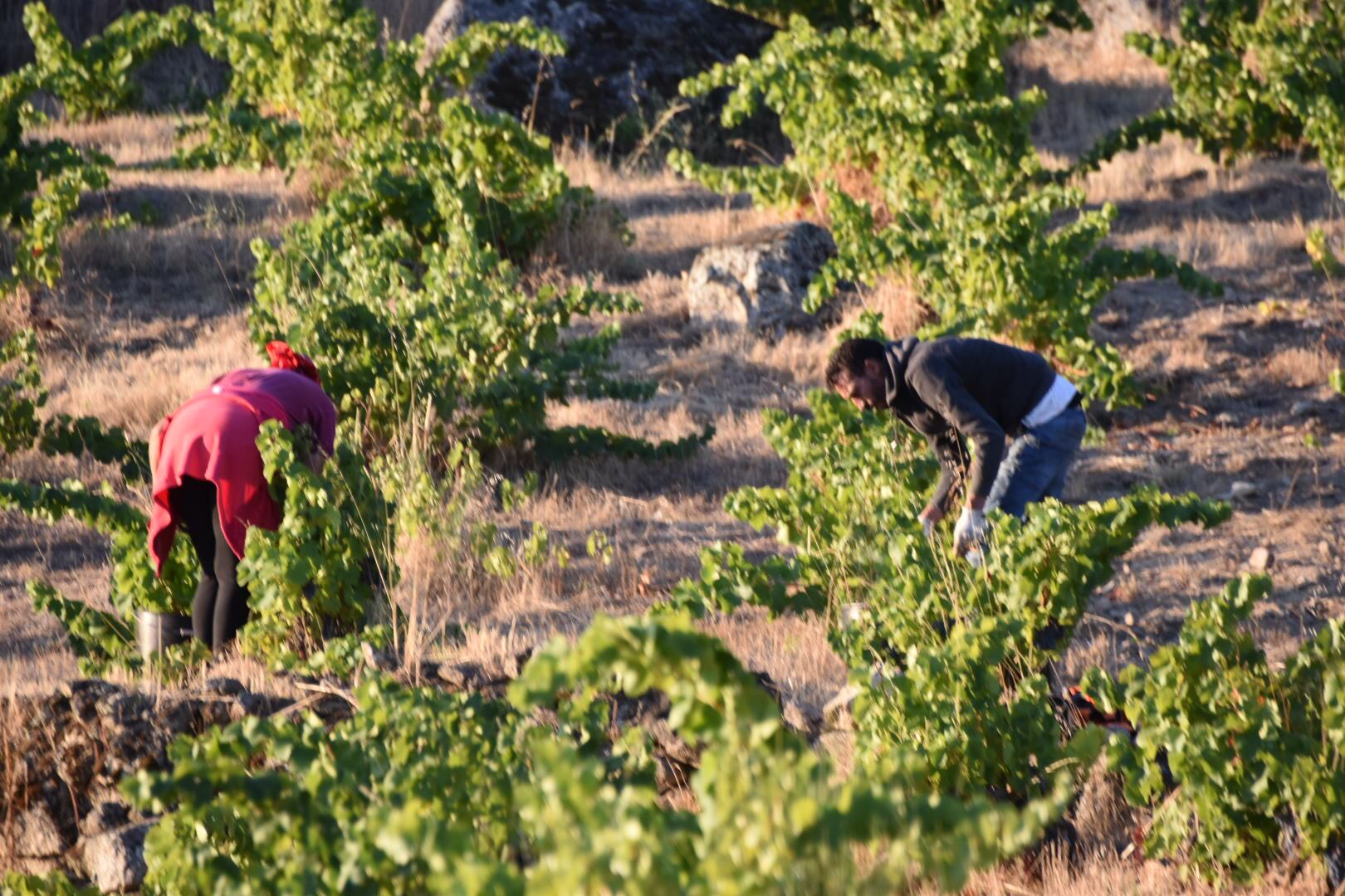 Vendimia de Uva Garnacha./DOP Cebreros