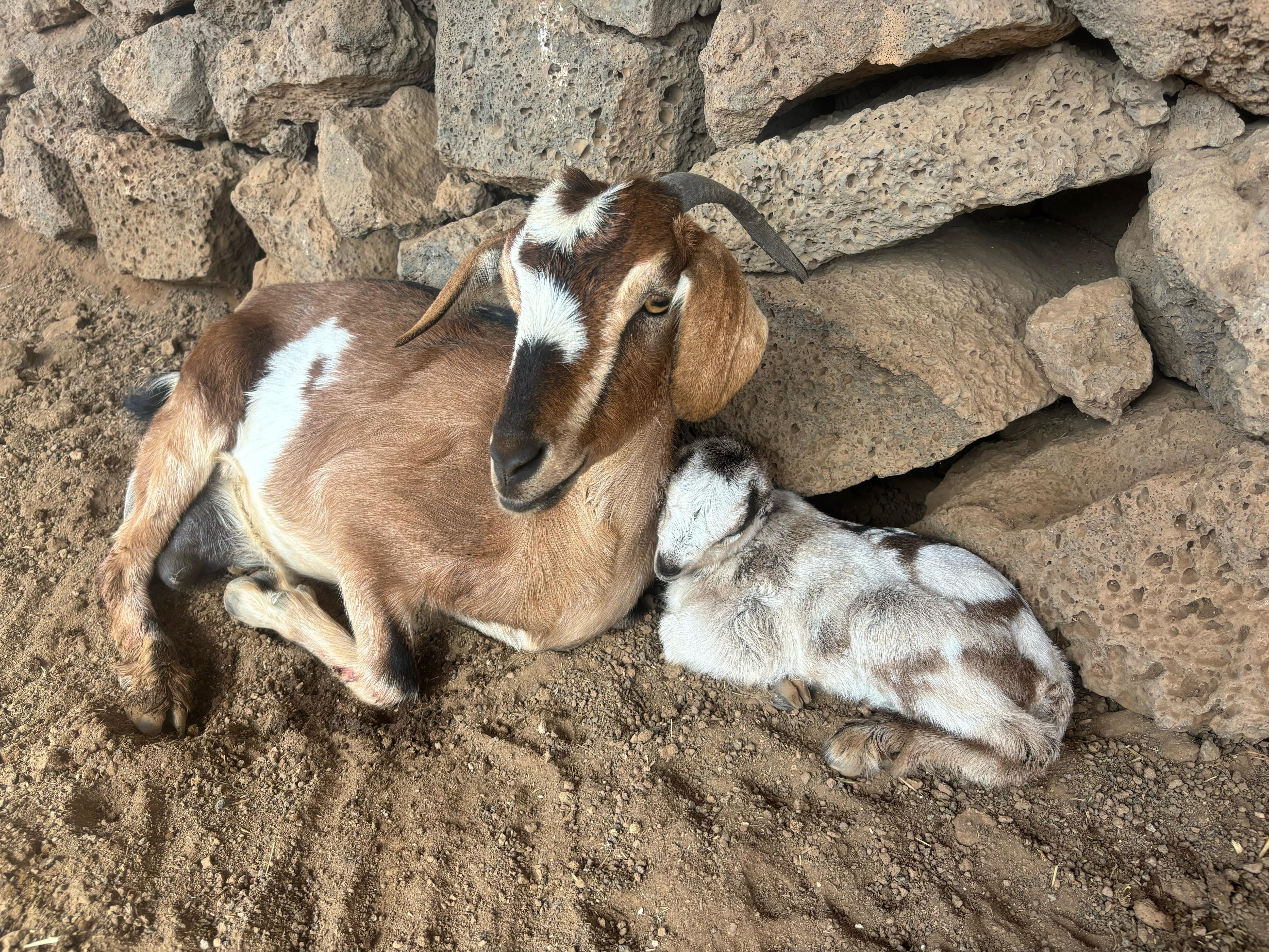 Ágata y Rosendo, dos cabras adoptadas de LanzaAnimal.