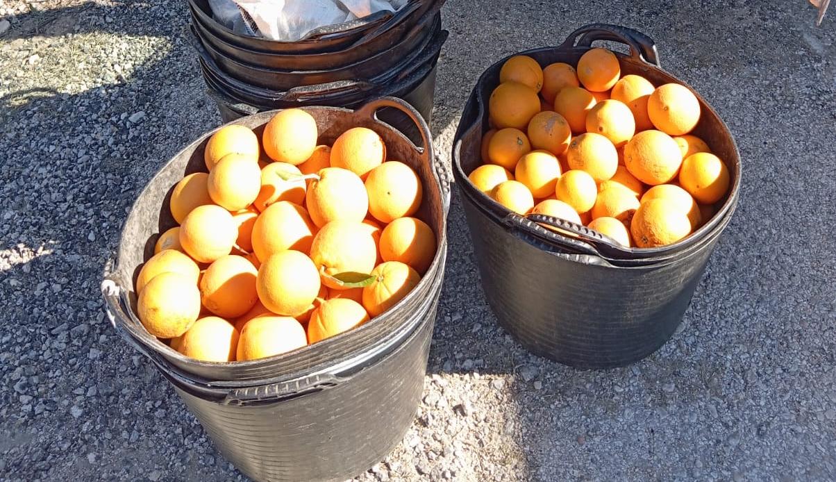 Naranjas robadas de Tavernes de la Valldigna.