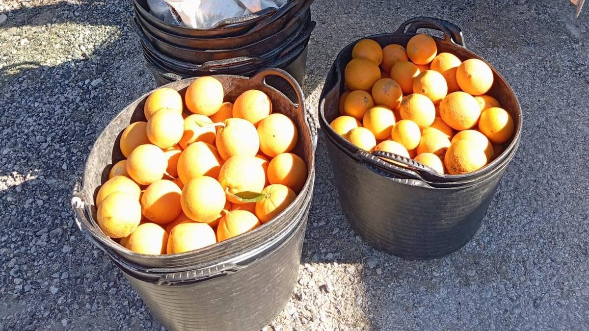 La Policía Local de Tavernes de la Valldigna detiene a dos personas por robar 47 kg de naranjas en el término municipal