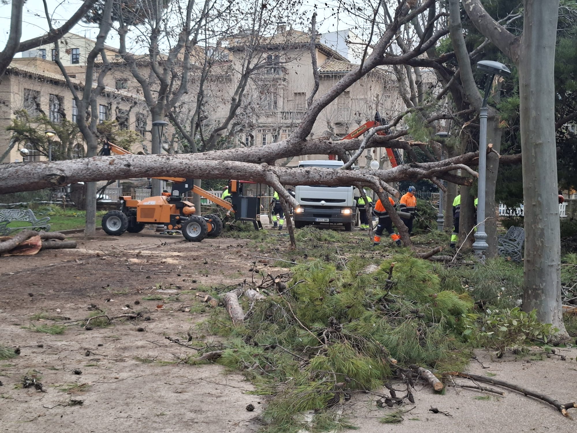 Las brigadas de parques y jardines han troceado el pino para retirarlo