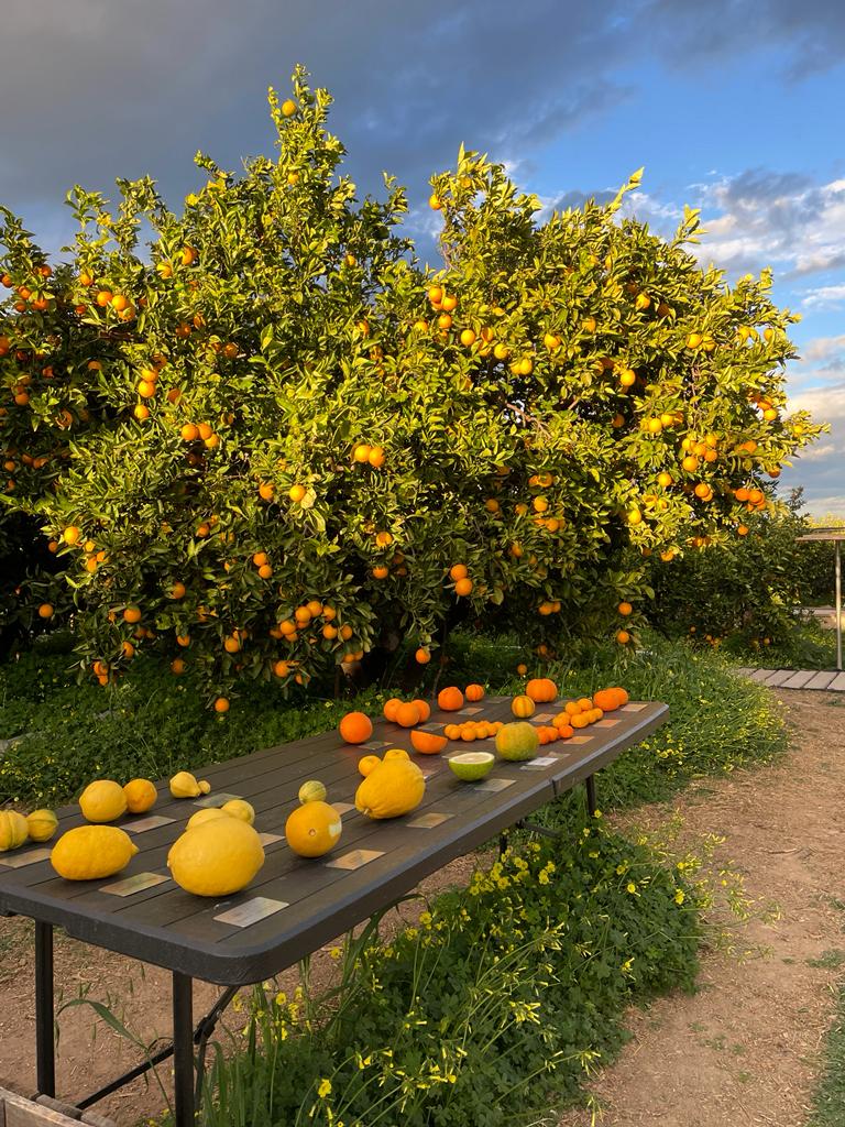 La mesa de cata de cítricos de la Fundación Todolí Citrus (Palmera, Valencia).