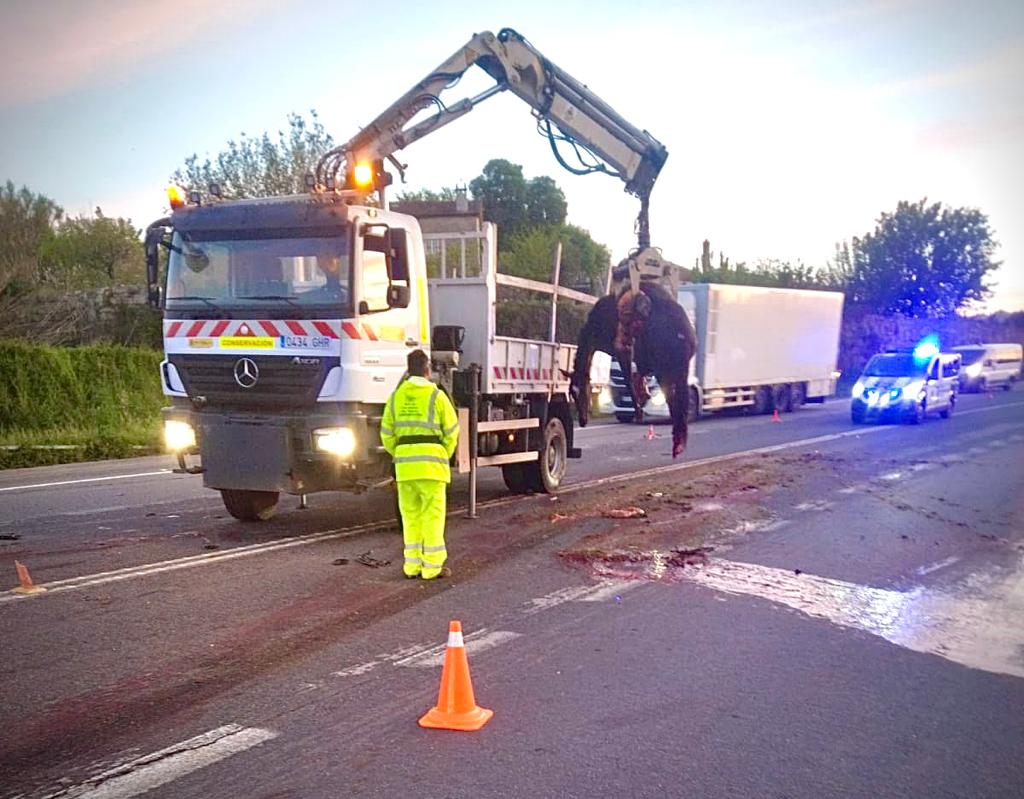 Uno de los caballos muertos es retirado de la carretera