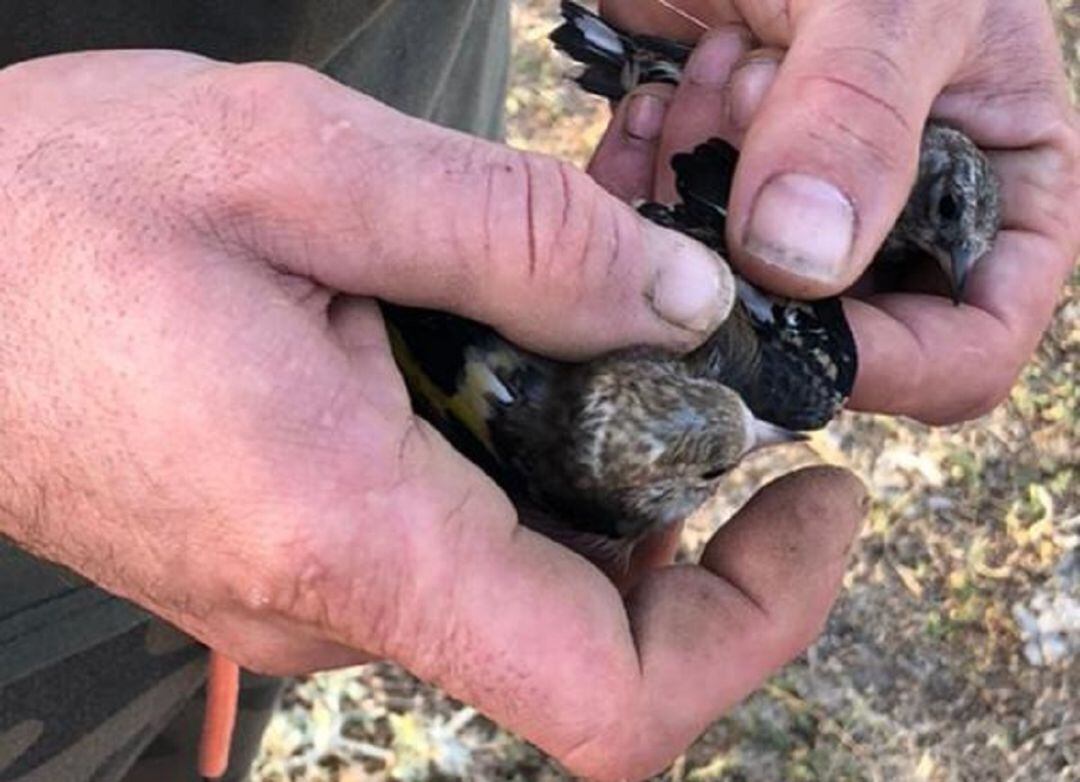 Utilizaba medios ilegales para capturar las aves