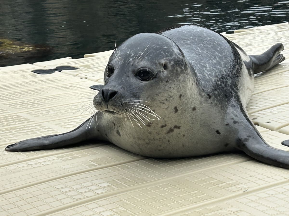 Jinzi, la nueva foca del Aquarium Finisterrae que abre la puerta a la reproducción en A Coruña