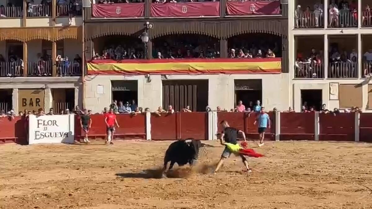 Penúltima jornada taurina en Peñafiel